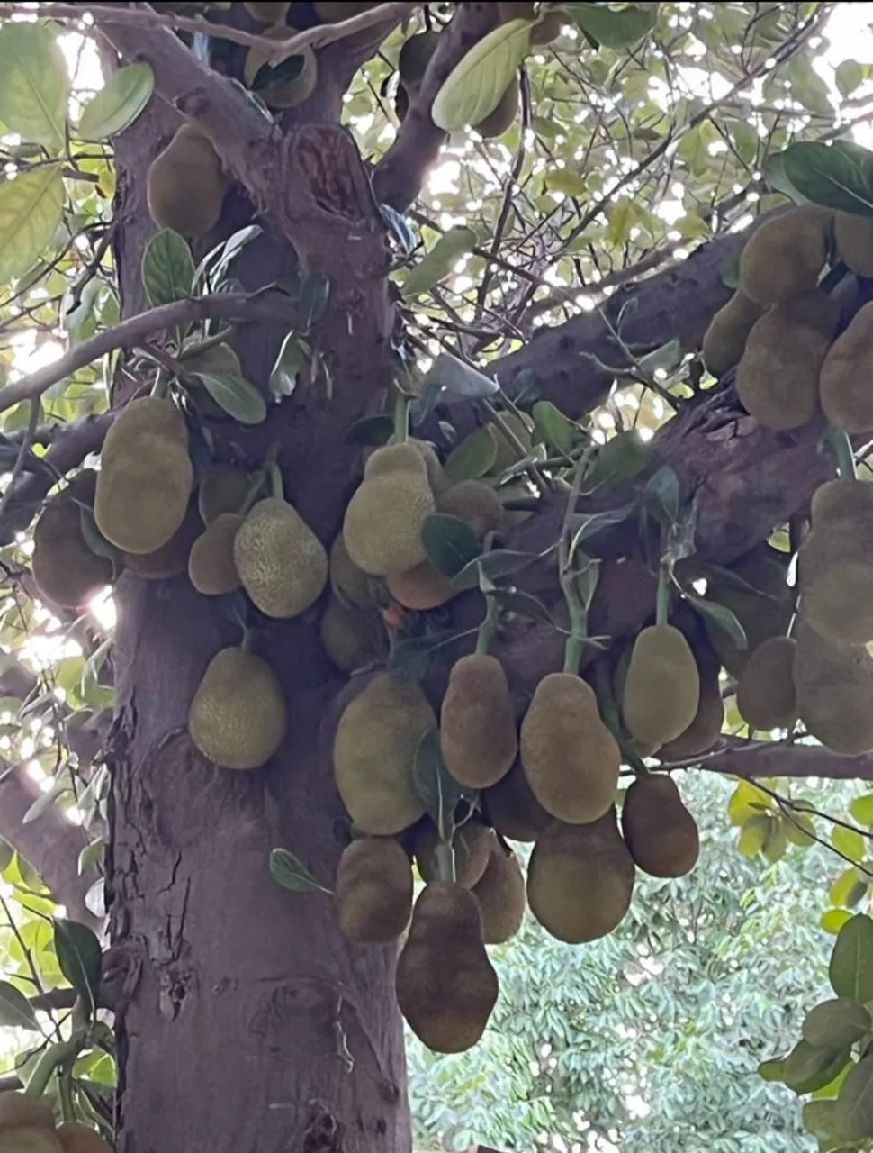 कटहल का पेड़ अशुभ नहीं, बल्कि उपयोगी