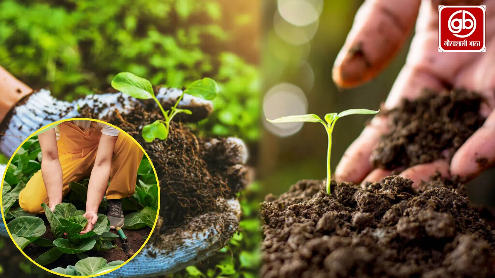 ऑर्गेनिक खेती का बढ़ता महत्व: सेहत और मुनाफे का संतुलन